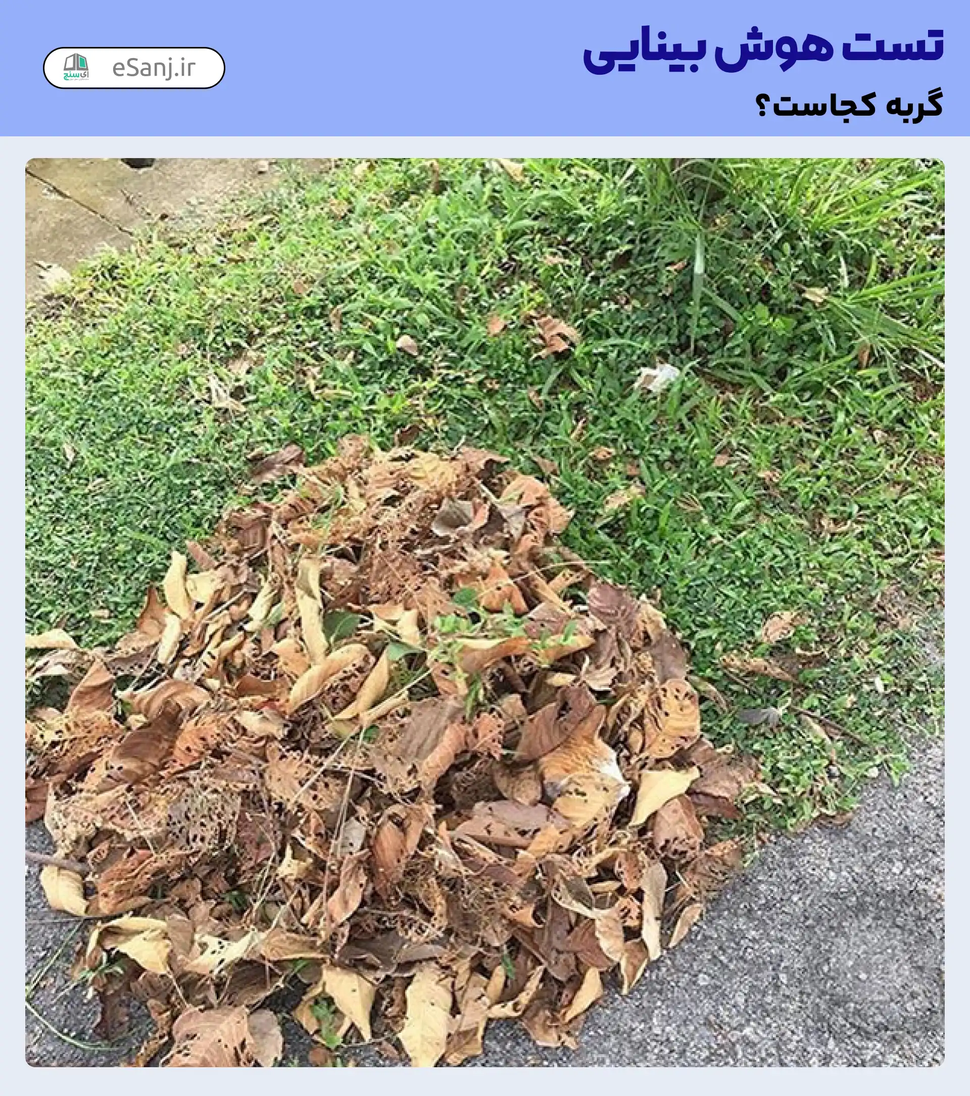 تست هوش بینایی: گربه را در میان برگ ها پیدا کنید.