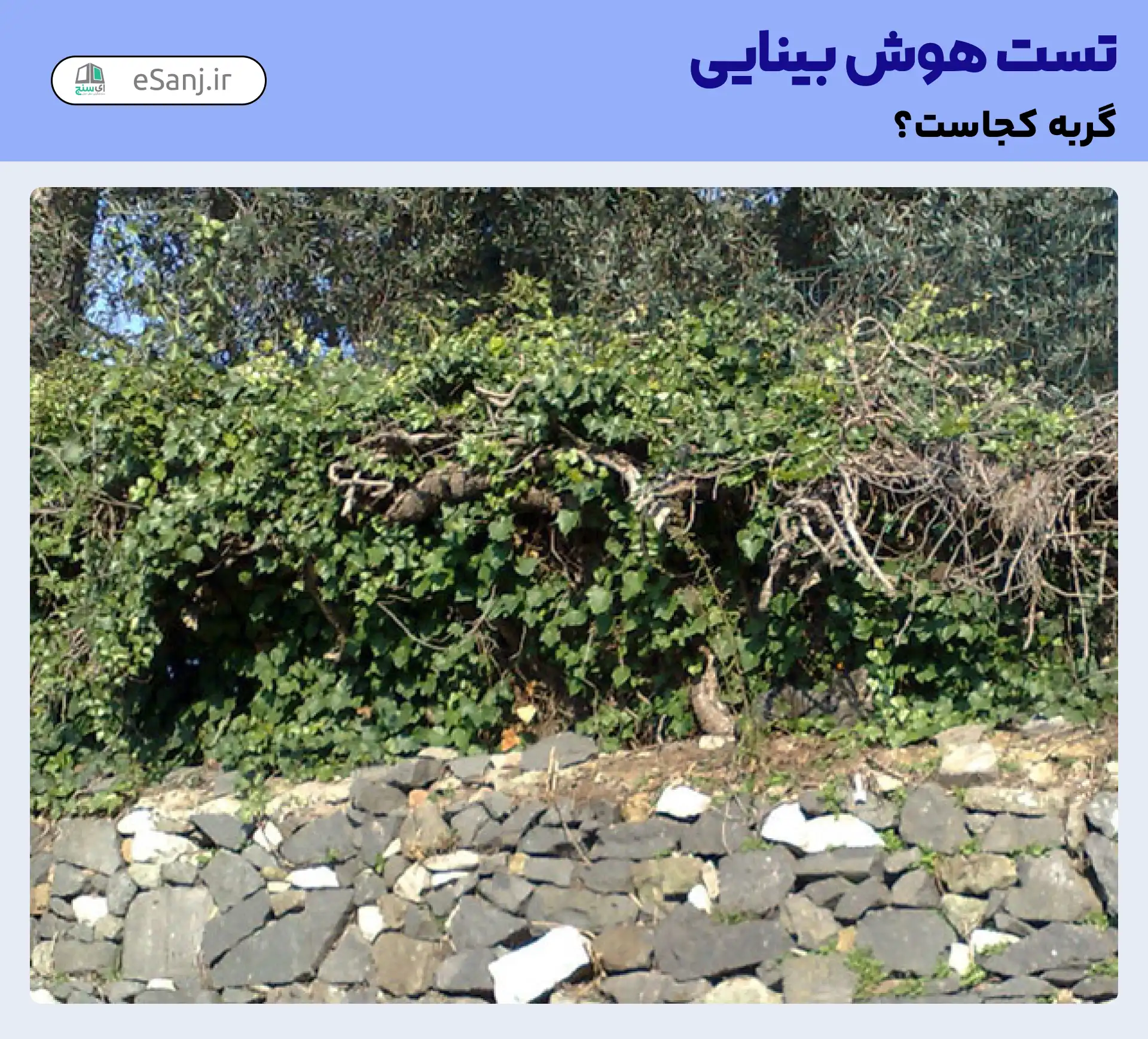 تست هوش بینایی: گربه را در میان سبزه ها پیدا کنید.