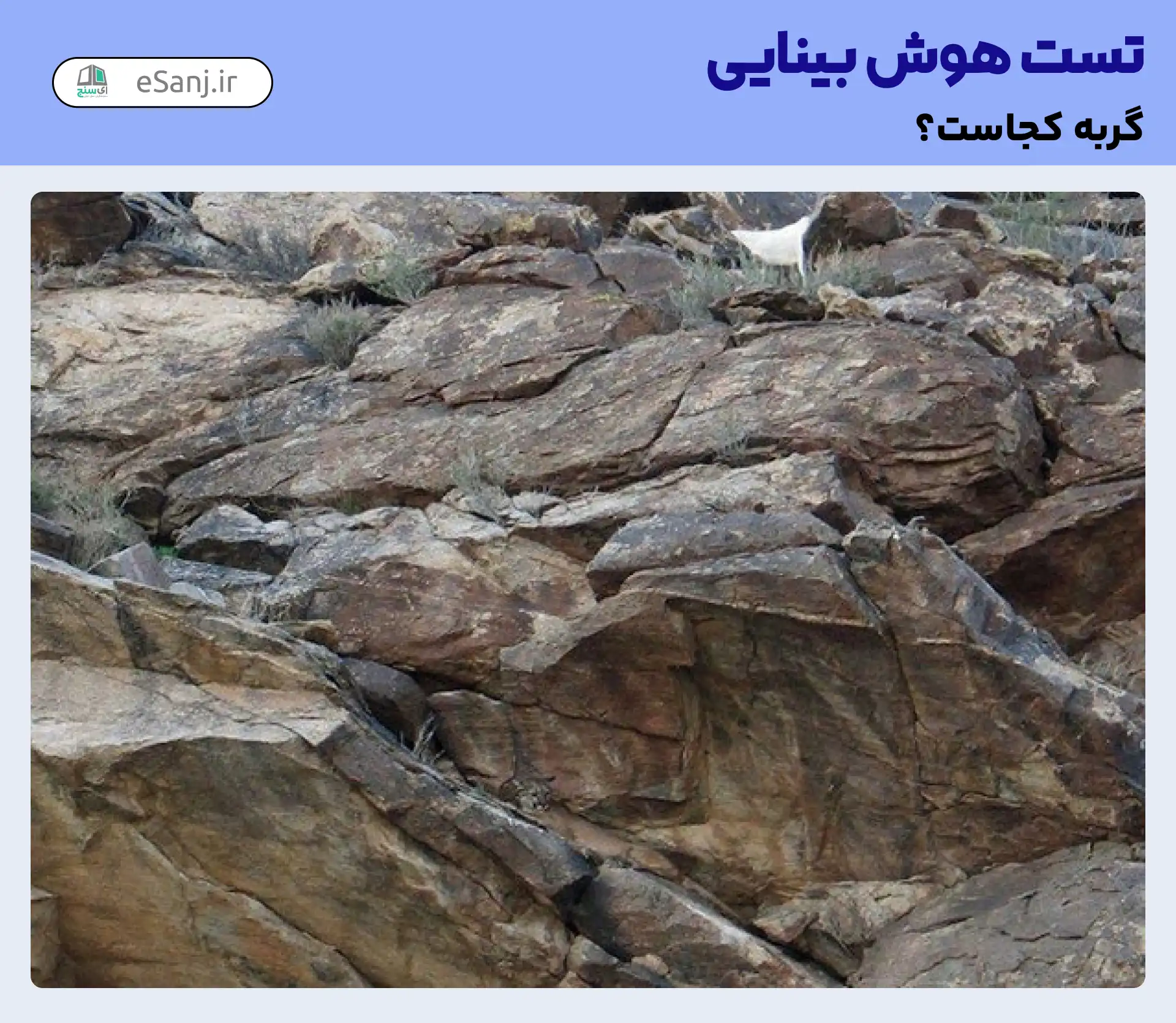 تست هوش بینایی: گربه را در میان صخره ها پیدا کنید.