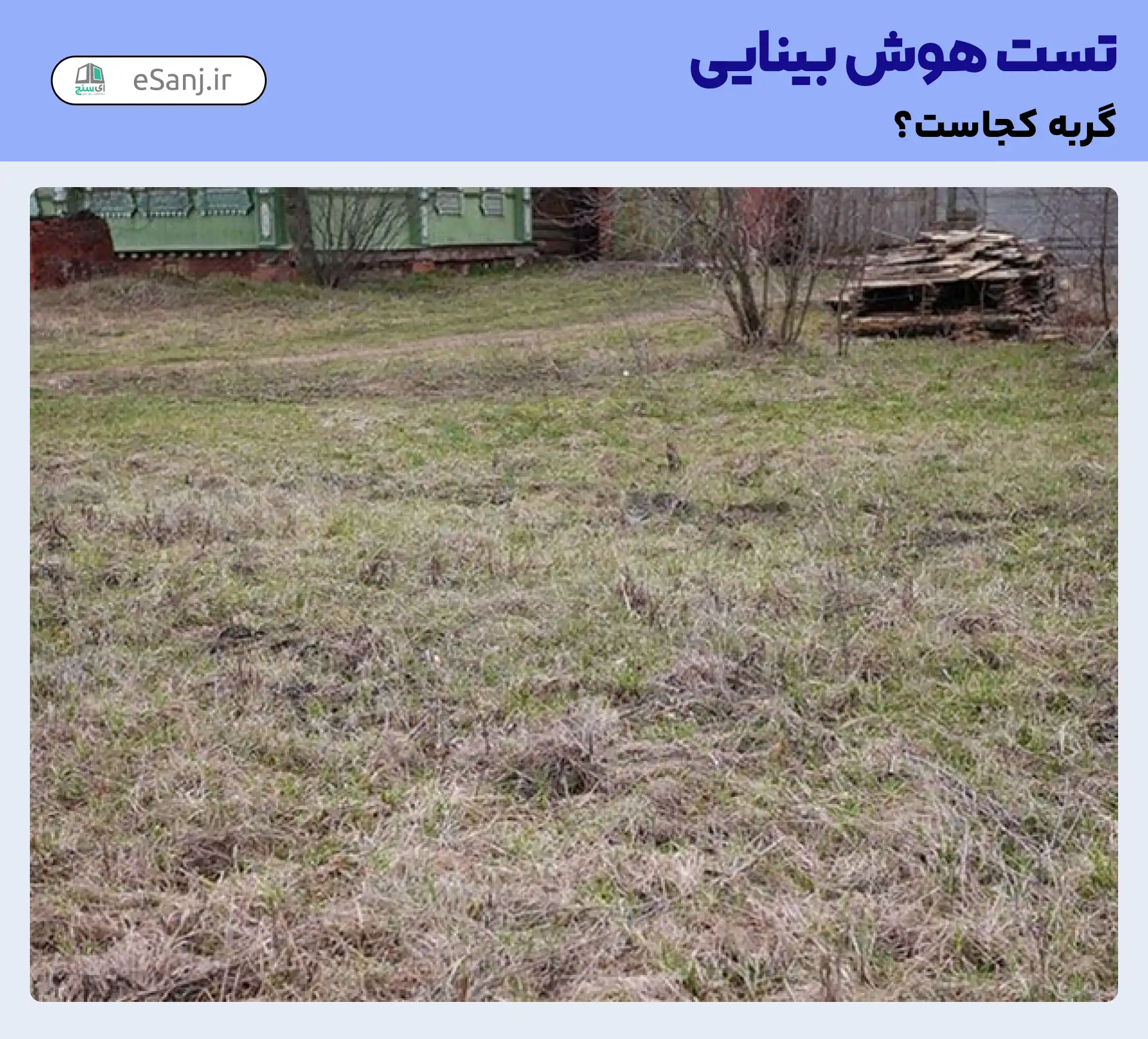 تست هوش بینایی: گربه را در این زمین پیدا کنید.