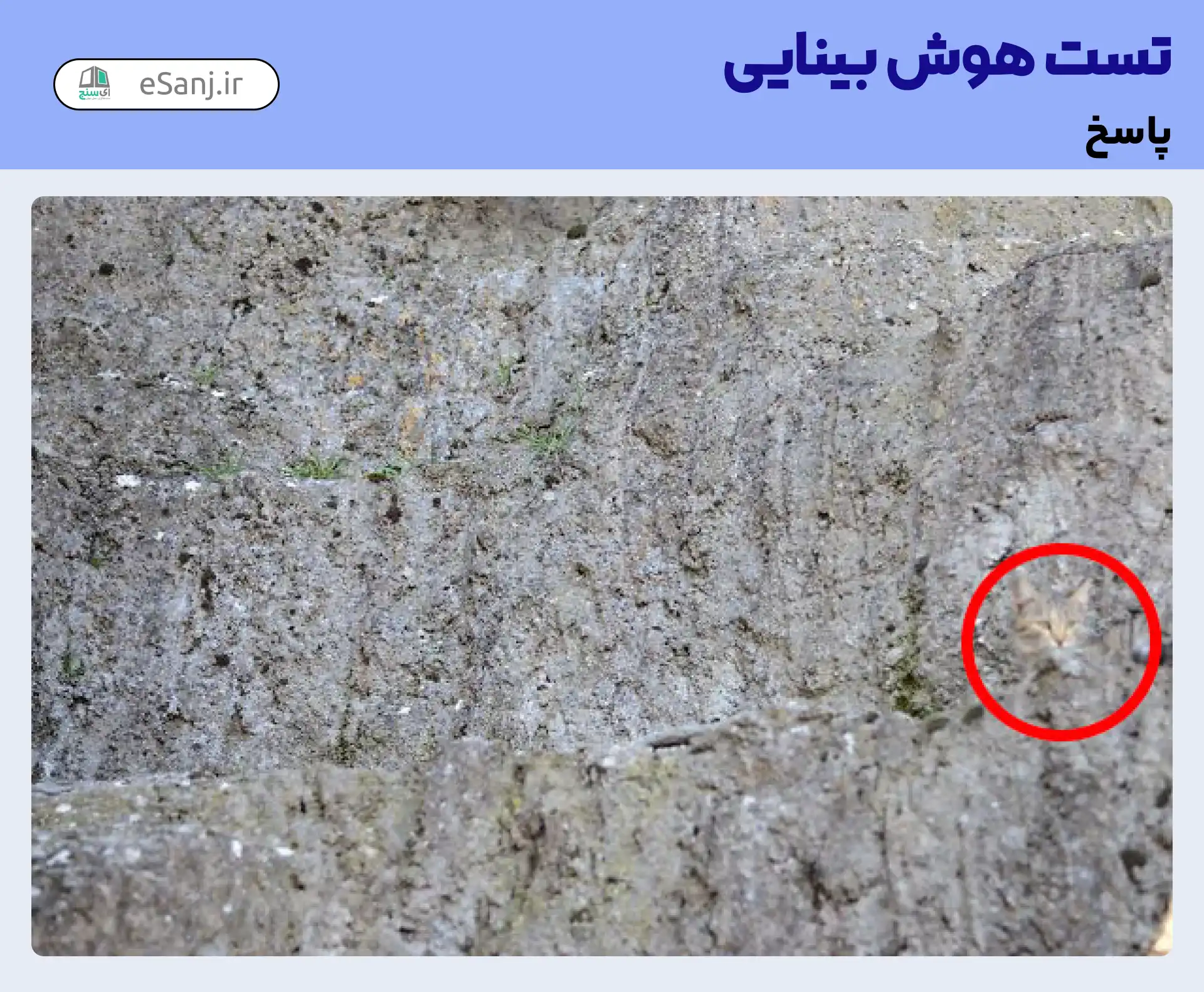 جواب تست هوش بینایی: گربه را در میان کوه سنگی پیدا کنید.
