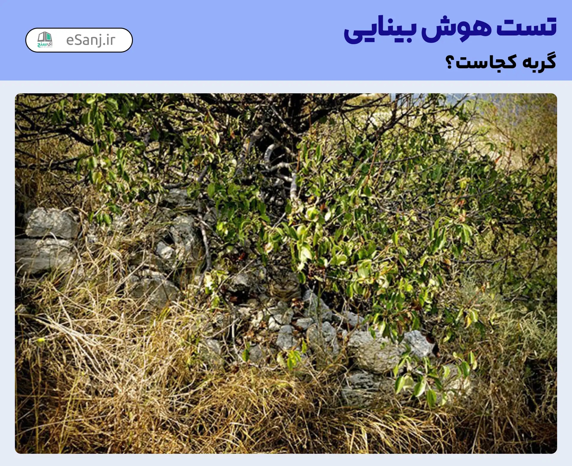 تست هوش بینایی: گربه  را میان سنگ ها پیدا کنید.