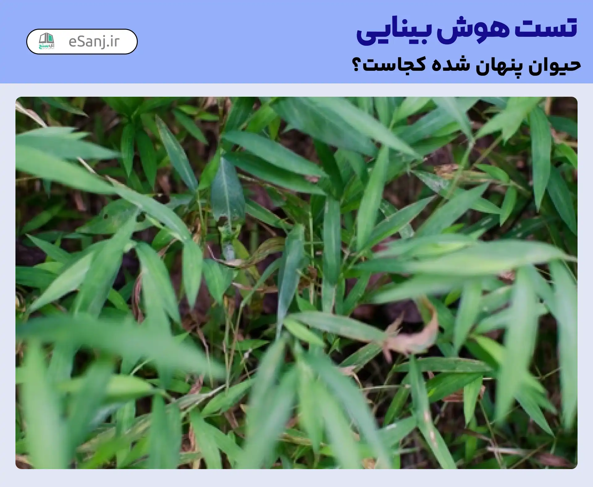 تست هوش بینایی: ملخ کجا را در میان سبزه ها پیدا کنید.