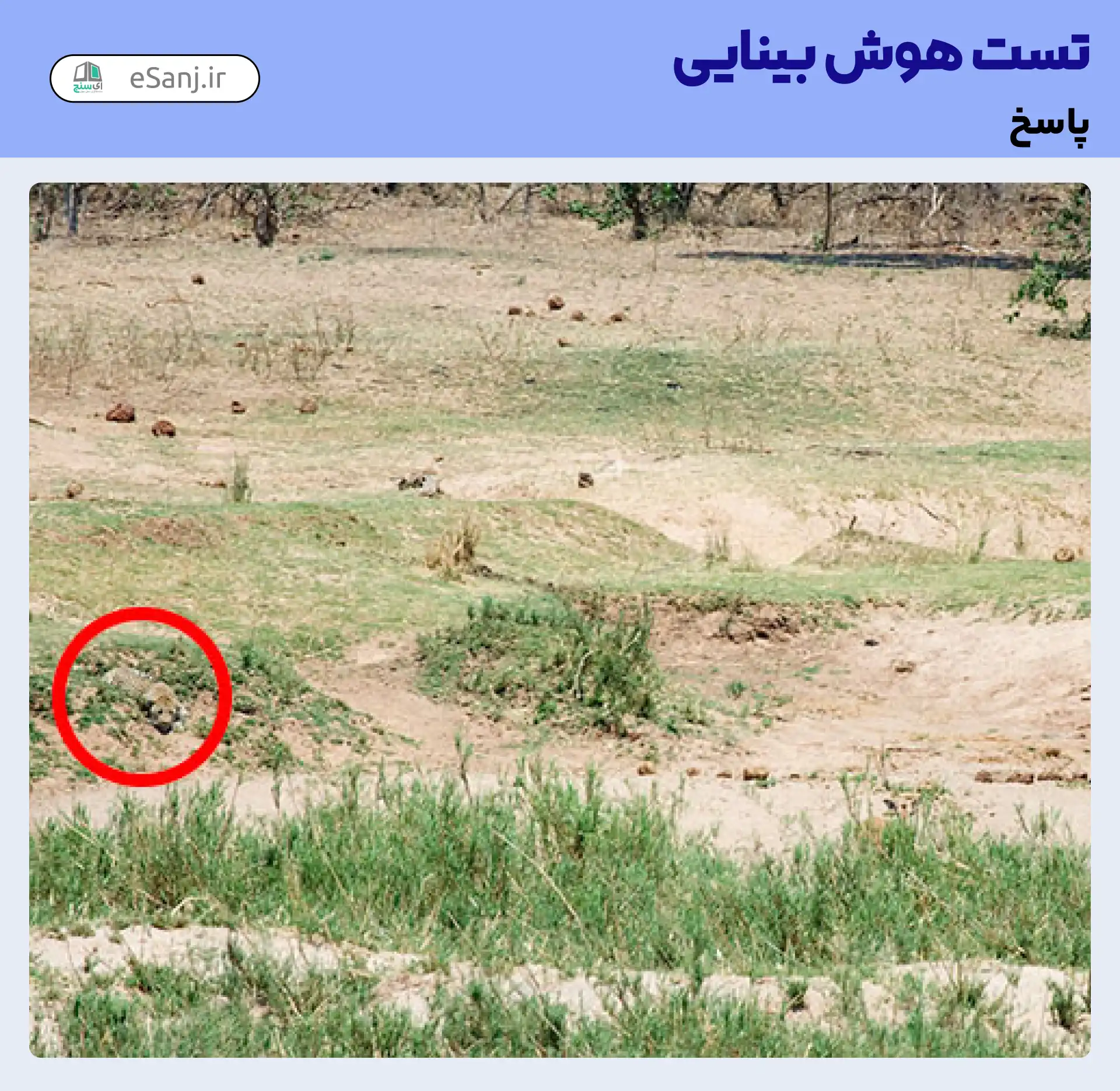 جواب تست هوش بینایی: گربه را در زمینه کشاورزی پیدا کنید.