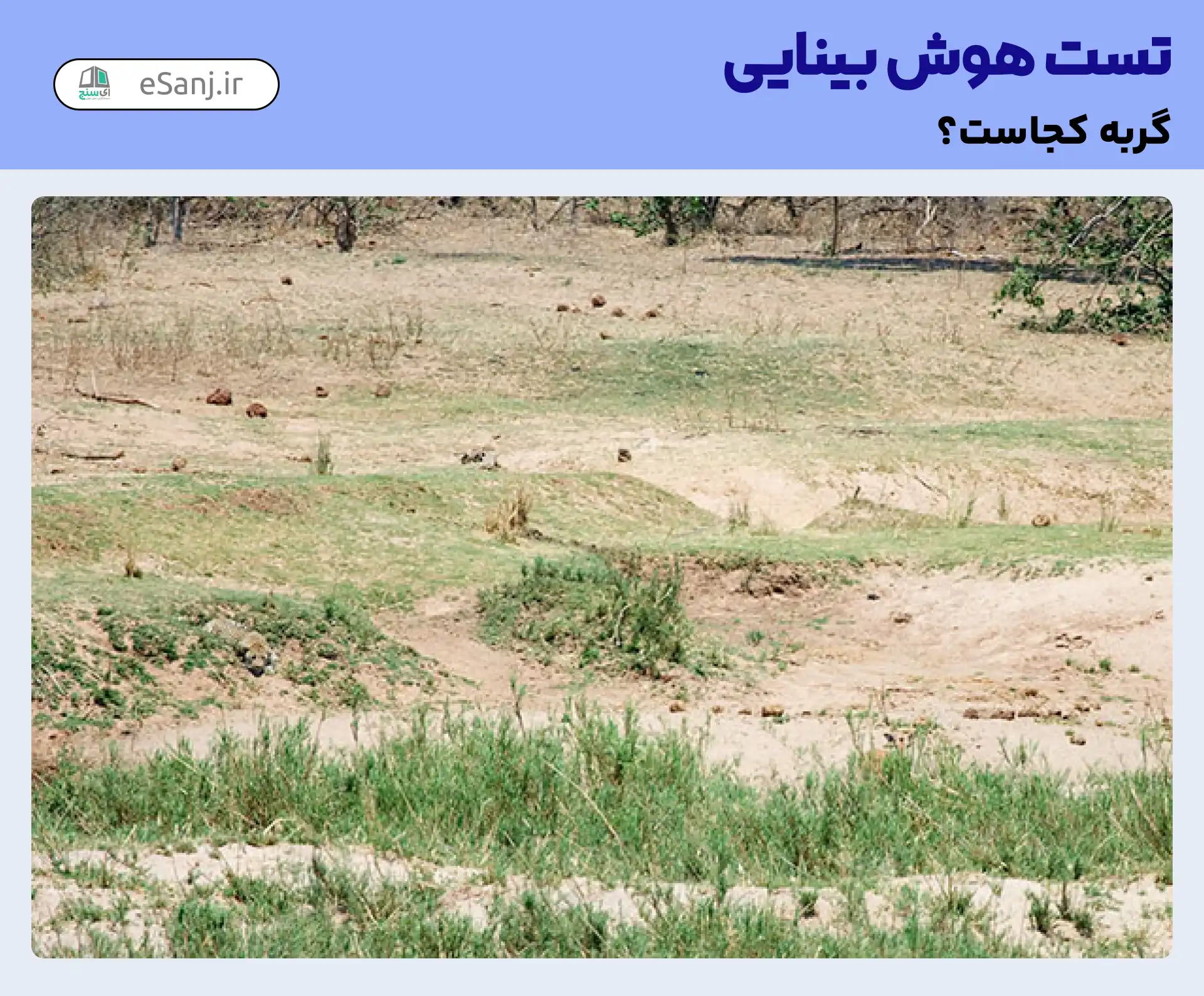 تست هوش بینایی: گربه را در زمین کشاورزی پیدا کنید.