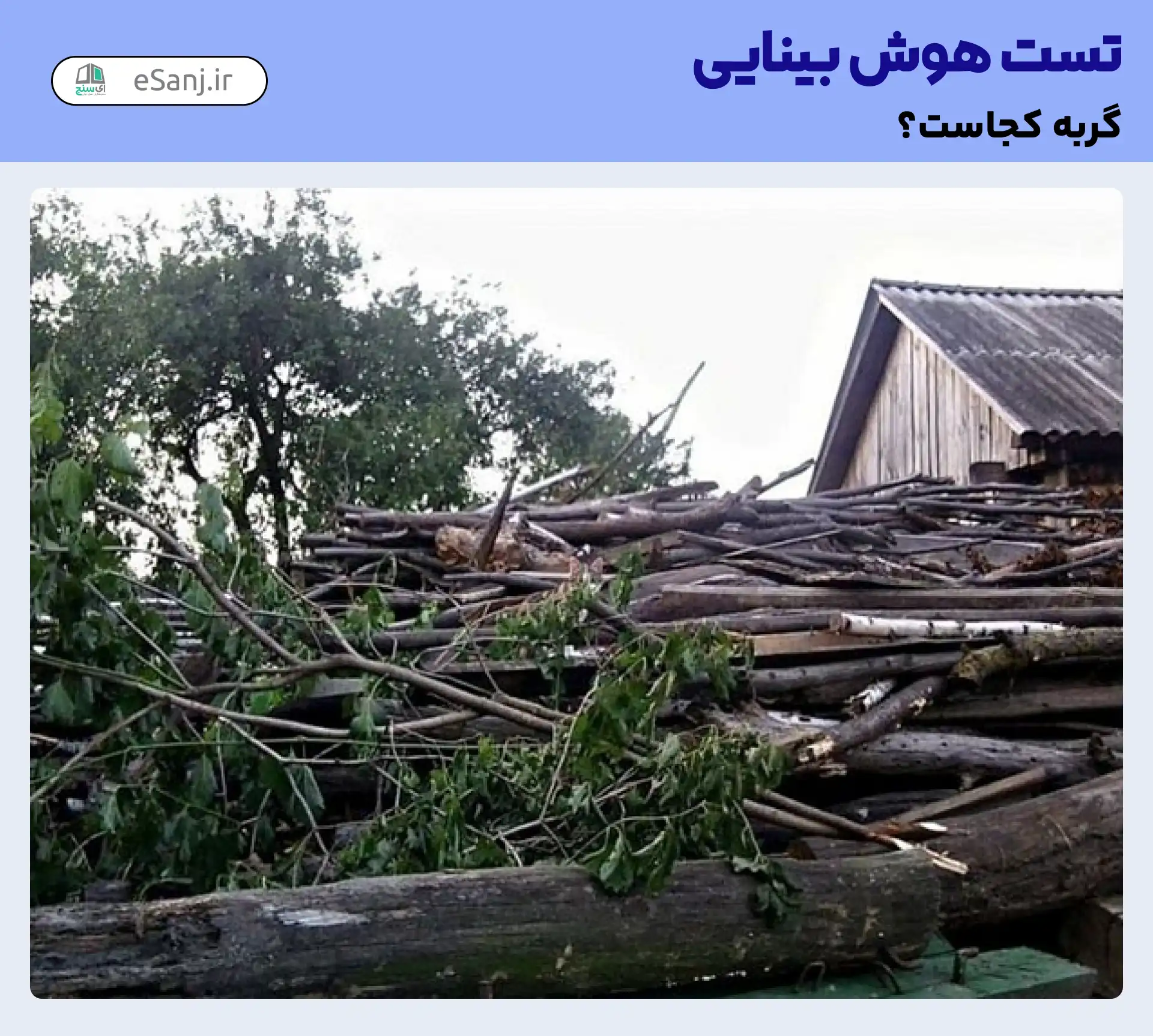 تست هوش بینایی: گربه را در کنار چوب پیدا کنید.