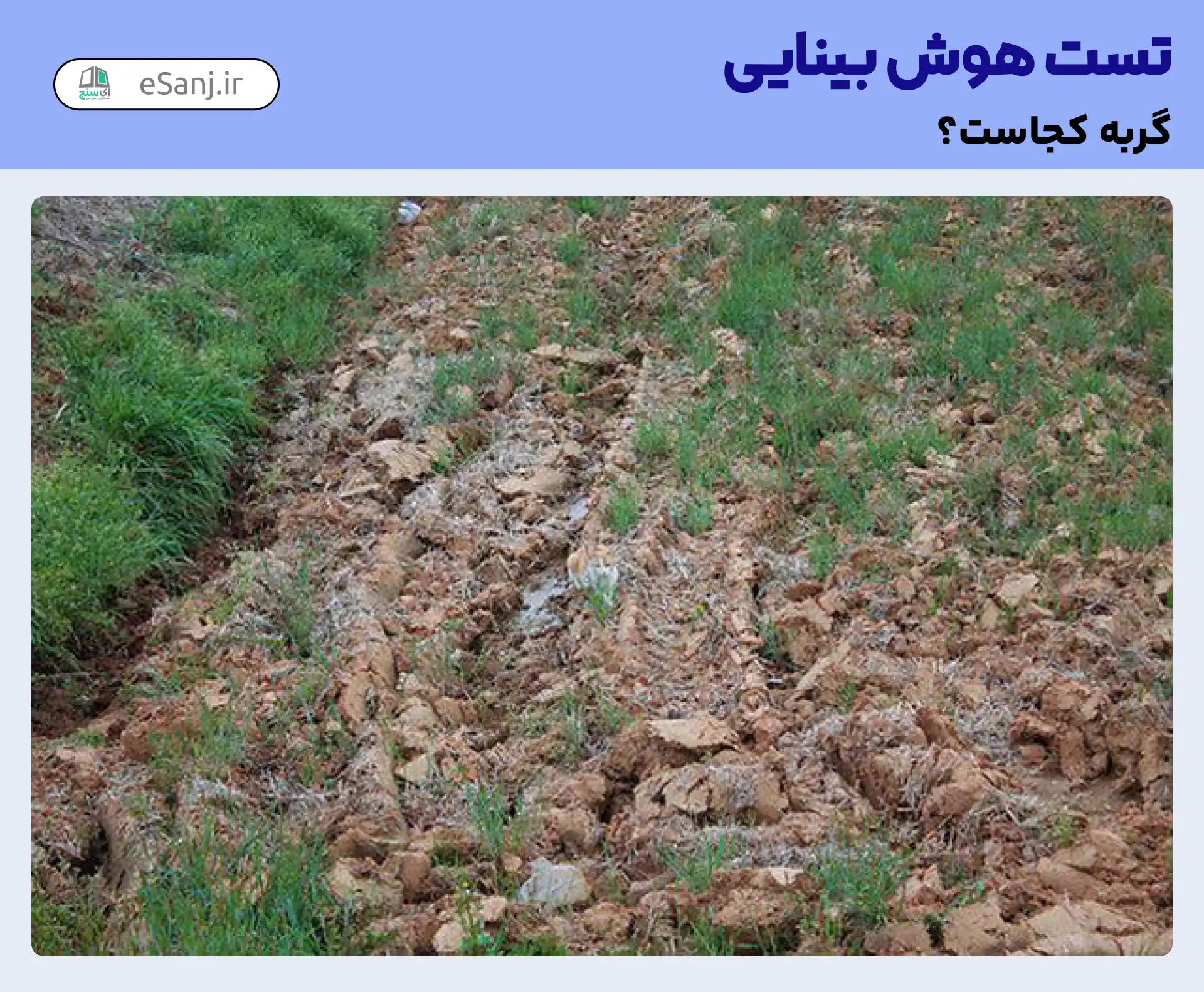 تست هوش بینایی: گربه را در زمین کشاورزی پیدا کنید.