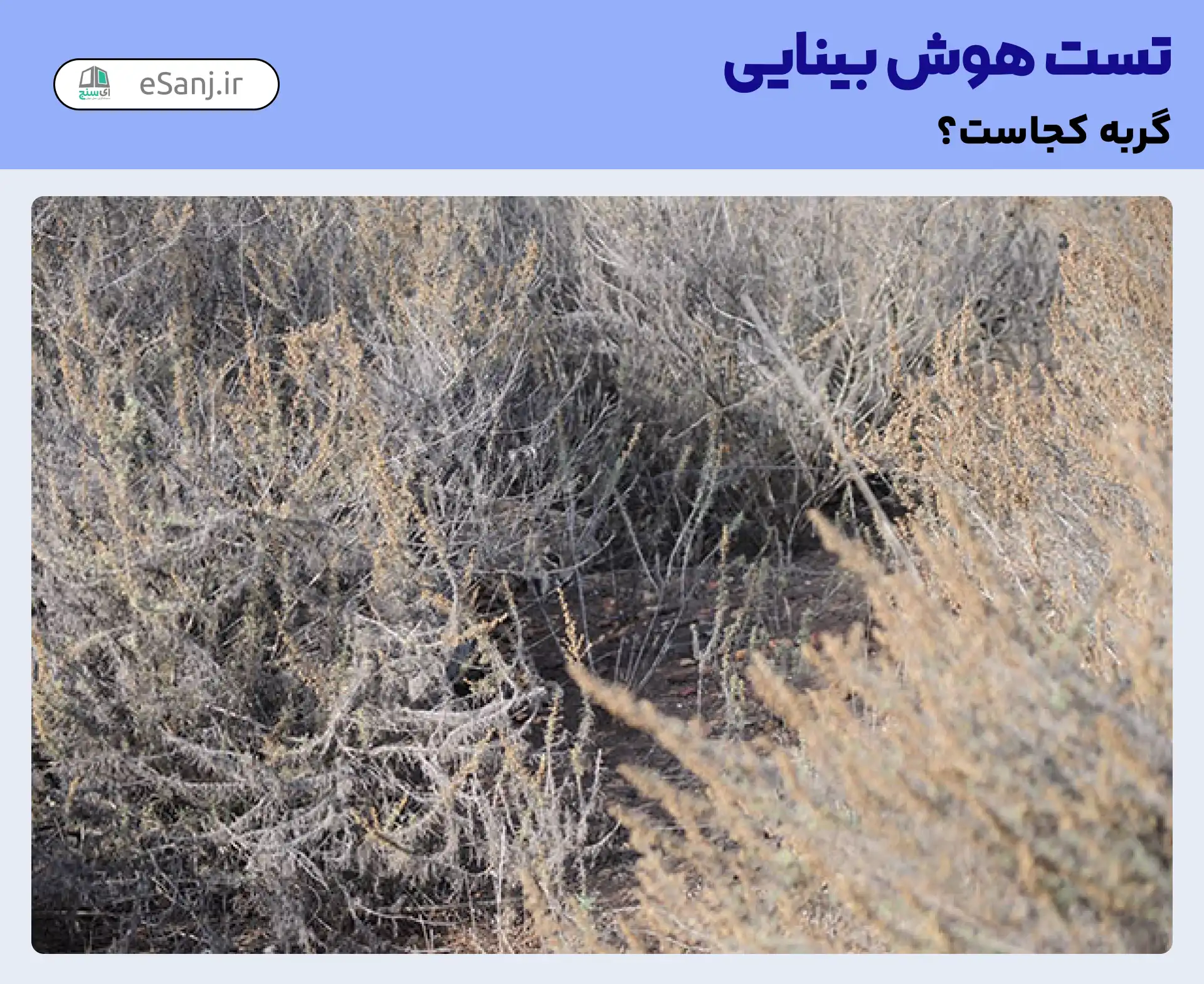 تست هوش بینایی: گربه را در میان علفزار پیدا کنید.