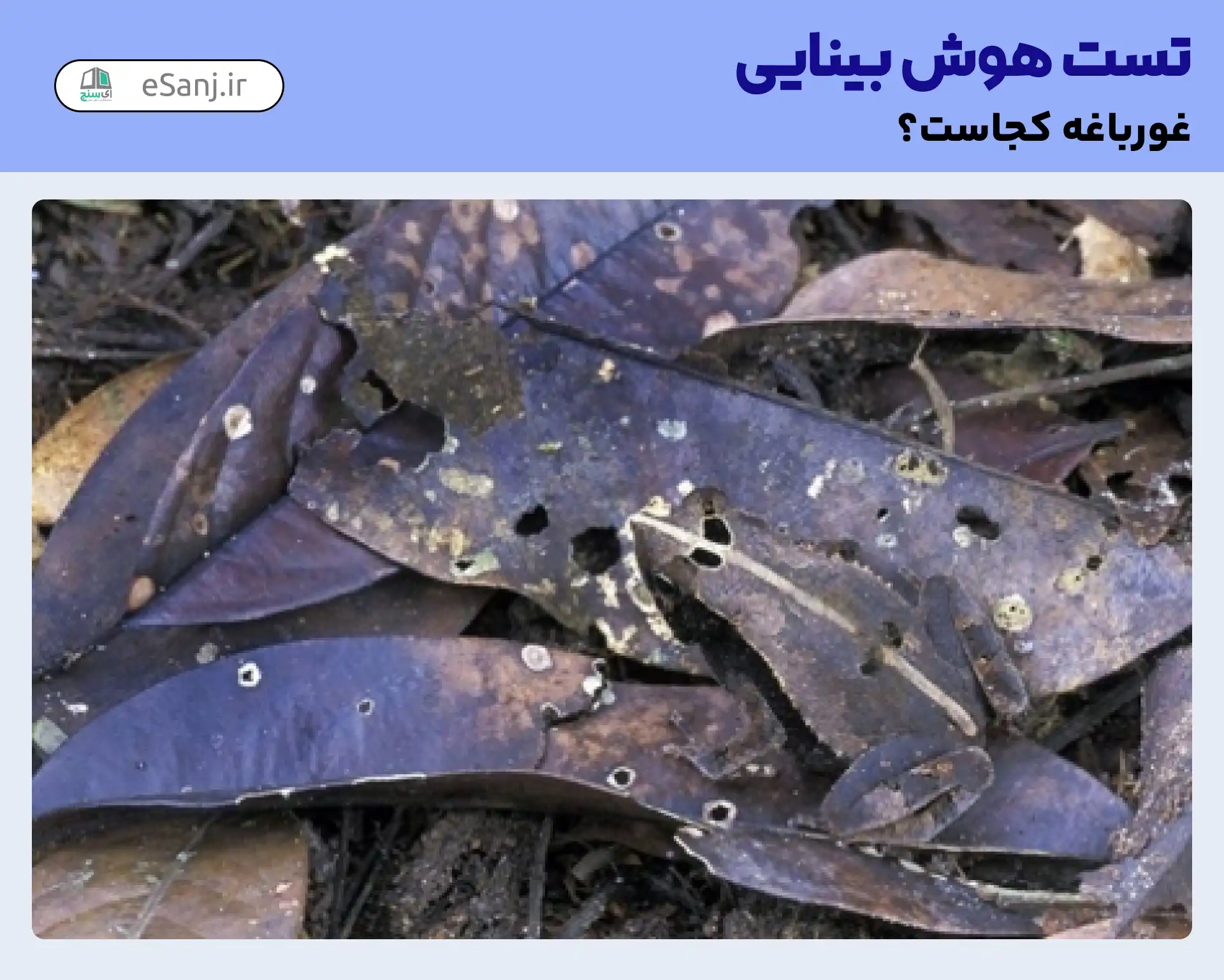 تست هوش بینایی: غورباغه را در میان سبزه ها پیدا کنید.