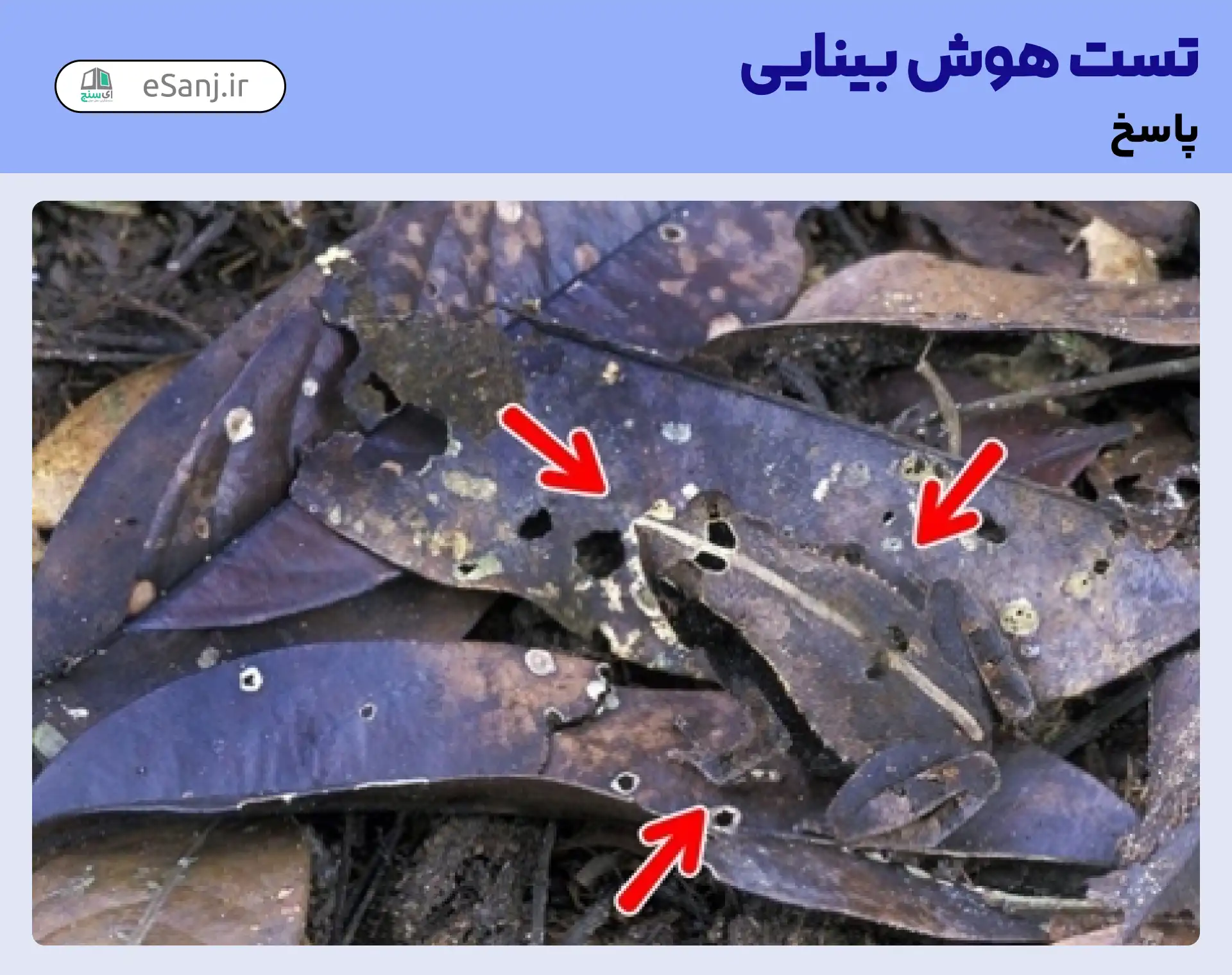جواب تست هوش بینایی: غورباقه را در میان سبزه ها پیدا کنید.