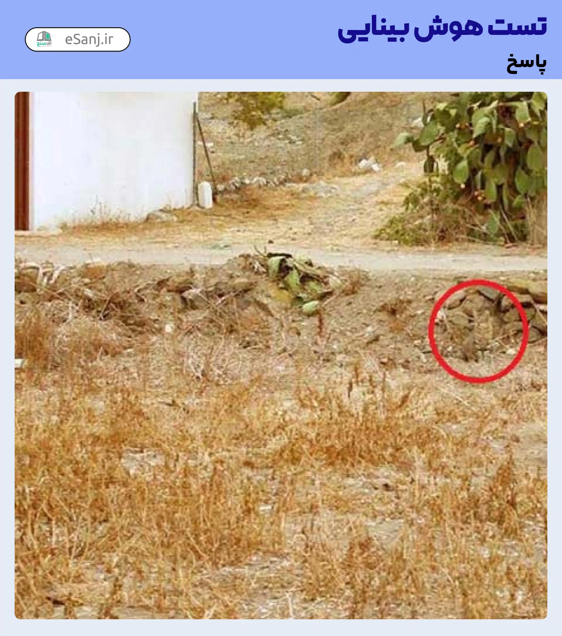 جواب تست هوش بینایی: گربه را در روستا پیدا کنید.