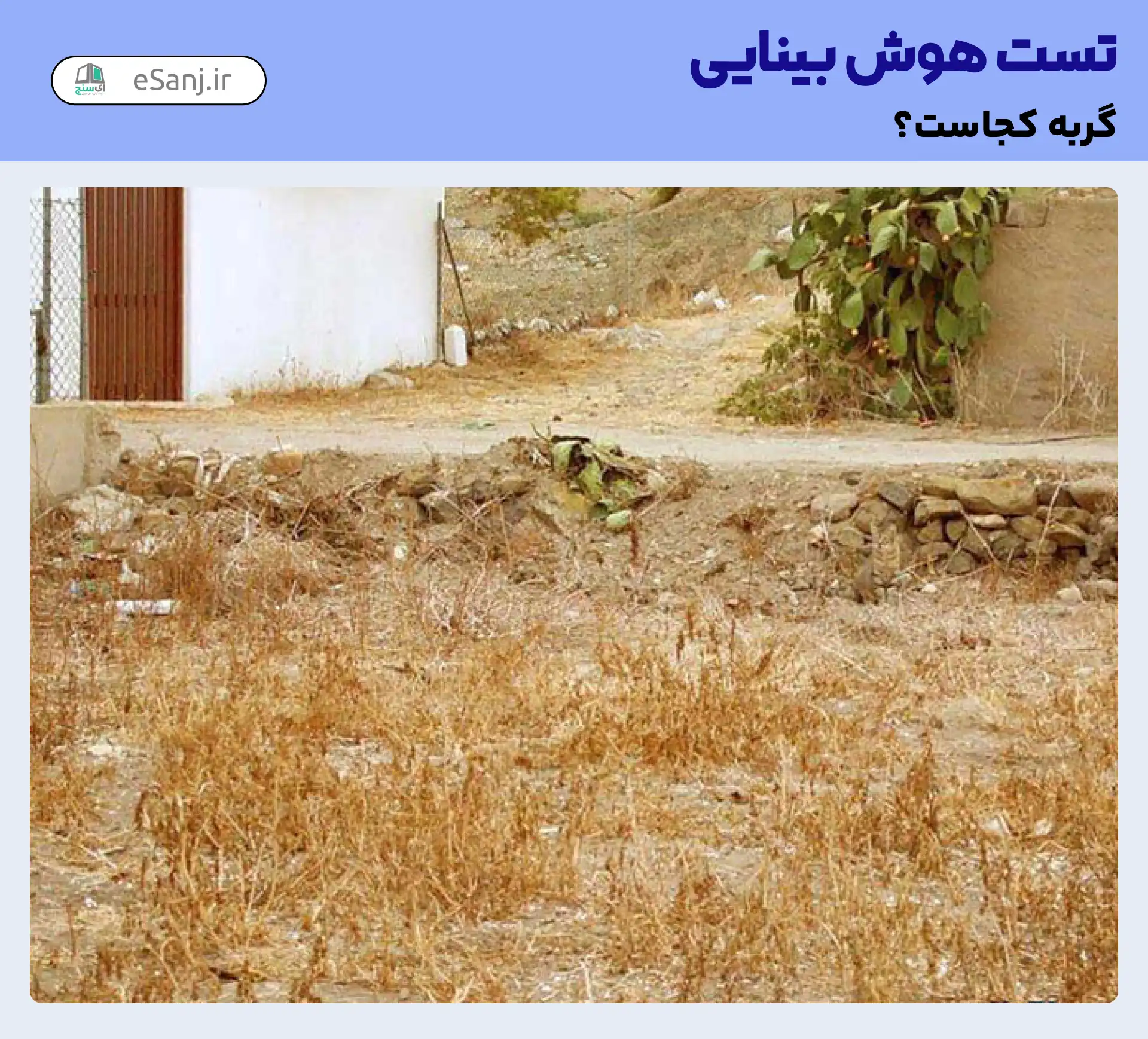 تست هوش بینایی: گربه را در روستا پیدا کنید.