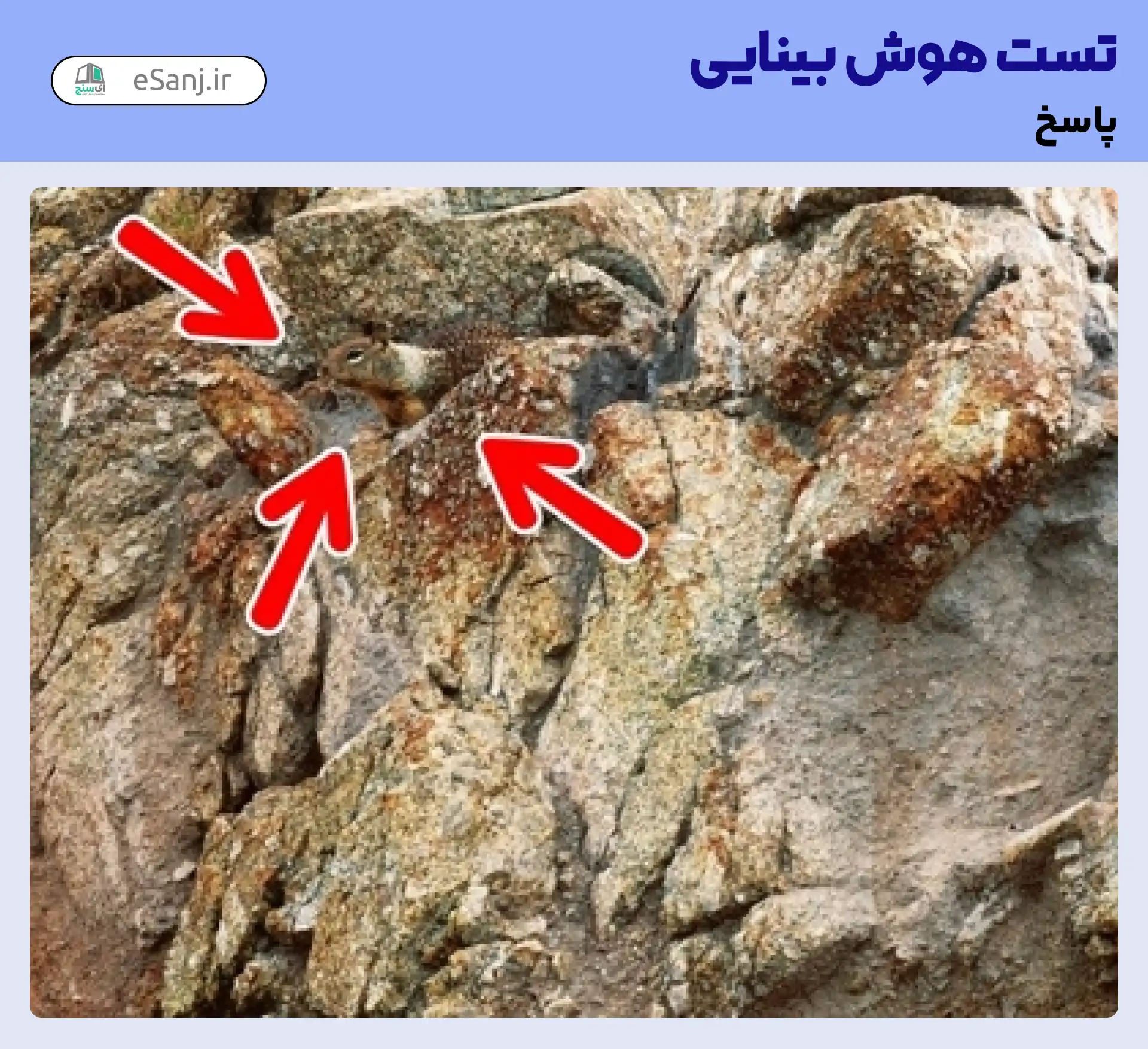 جواب تست هوش بینایی: سنجاب را در میان صخره ها پیدا کنید.