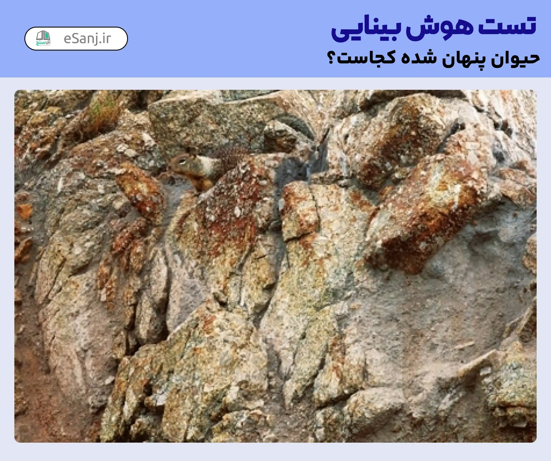 تست هوش بینایی: سنجاب را در میان صخره ها پیدا کنید.