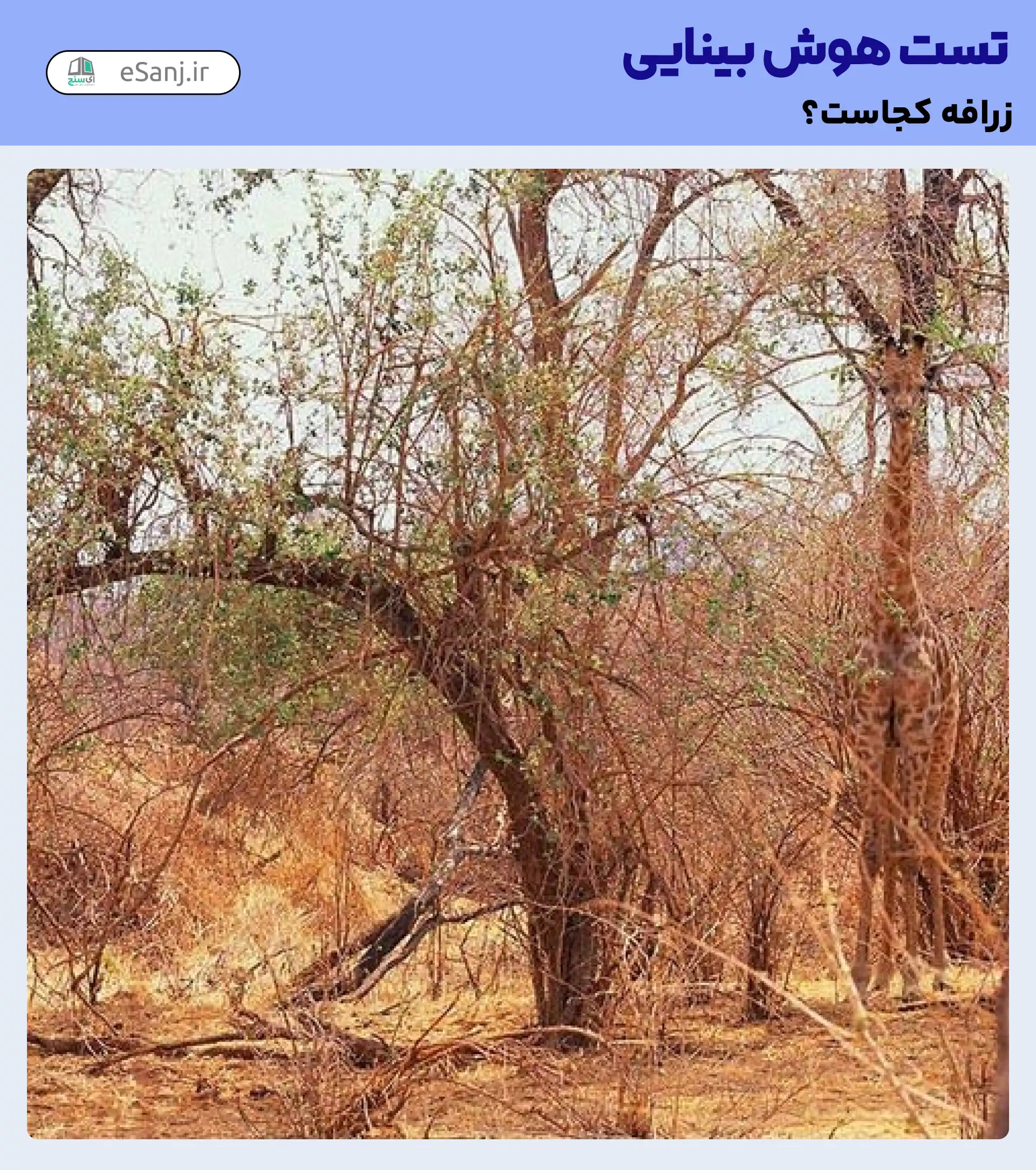 تست هوش بینایی: زرافه را در جنگل پیدا کنید.
