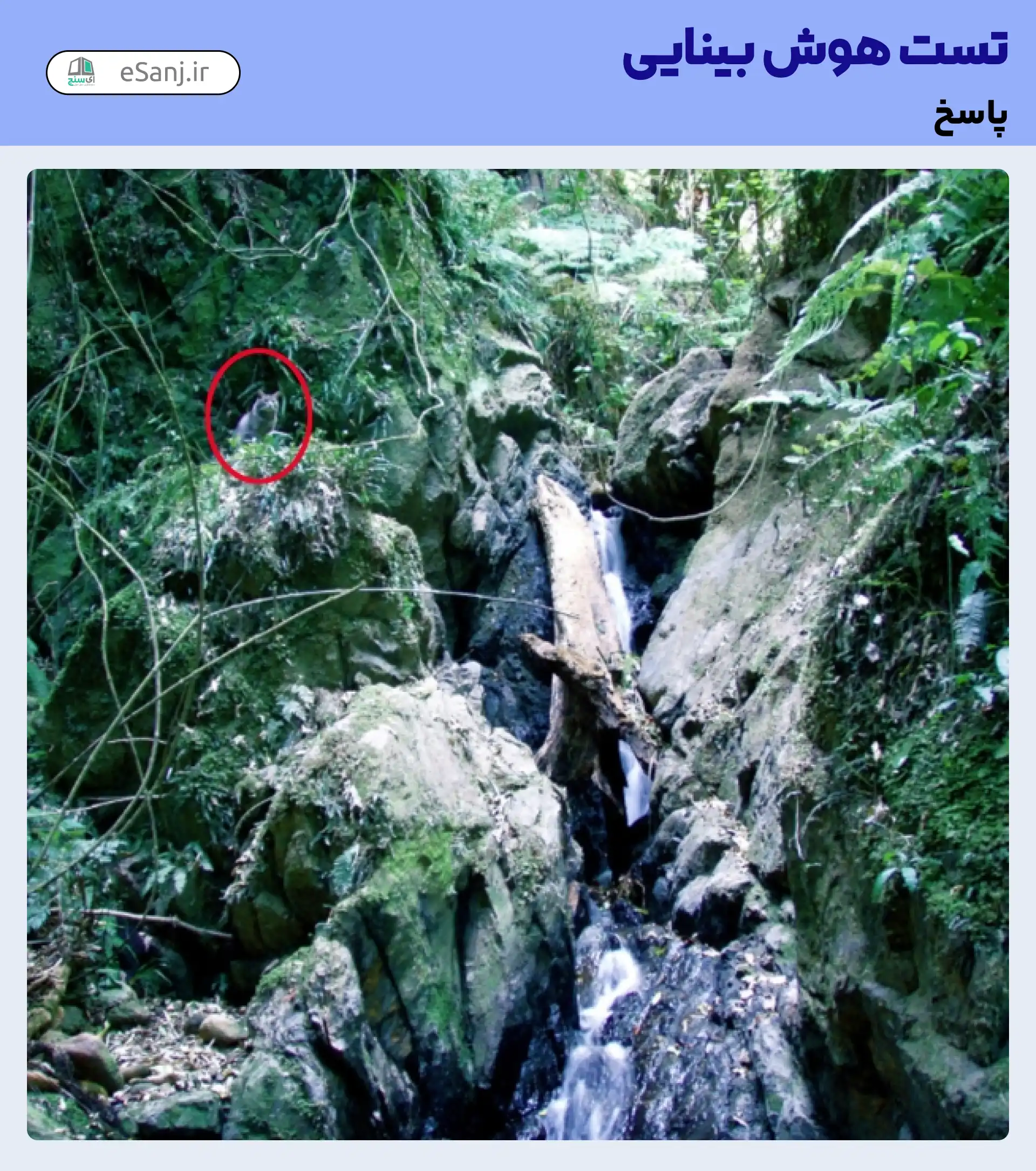 جواب تست هوش بینایی: گربه را در میان جنگل سبز پیدا کنید.