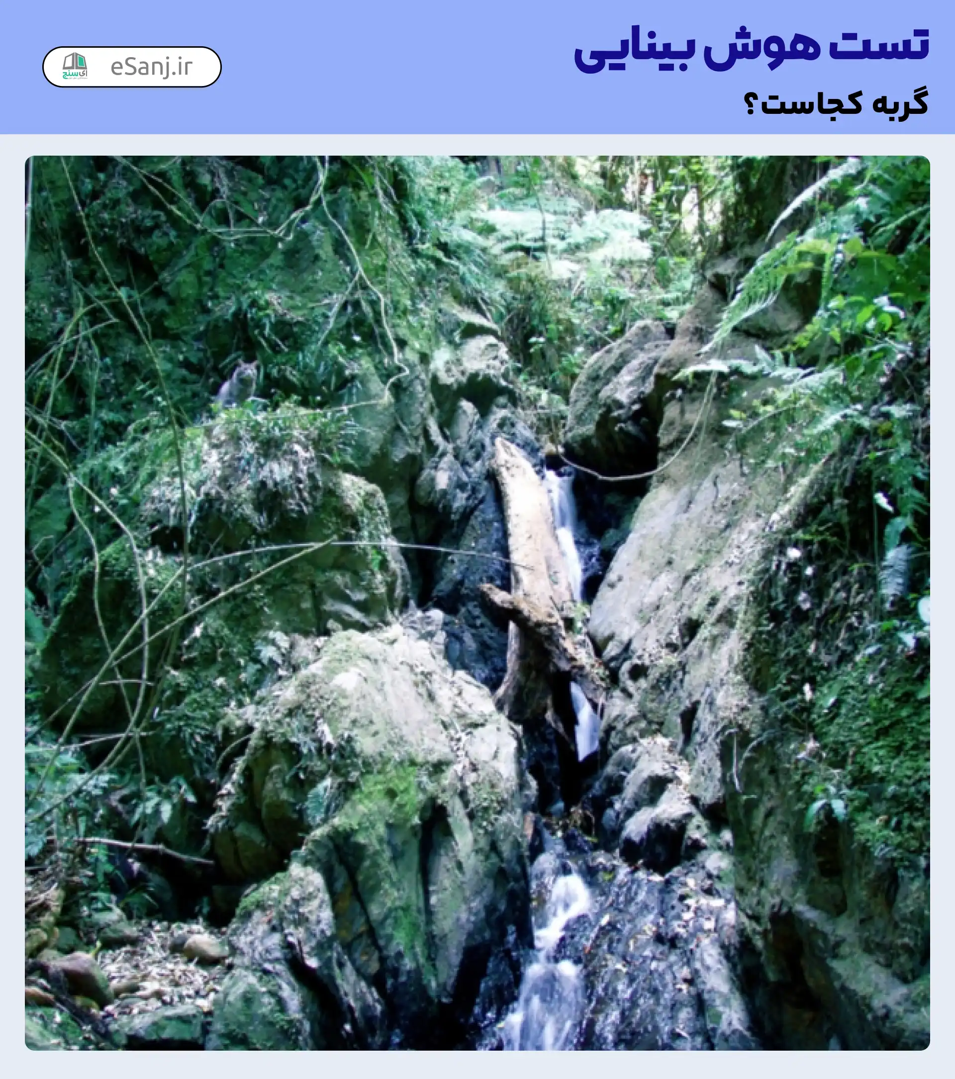 تست هوش بینایی: گربه را در میان جنگل سبز پیدا کنید.