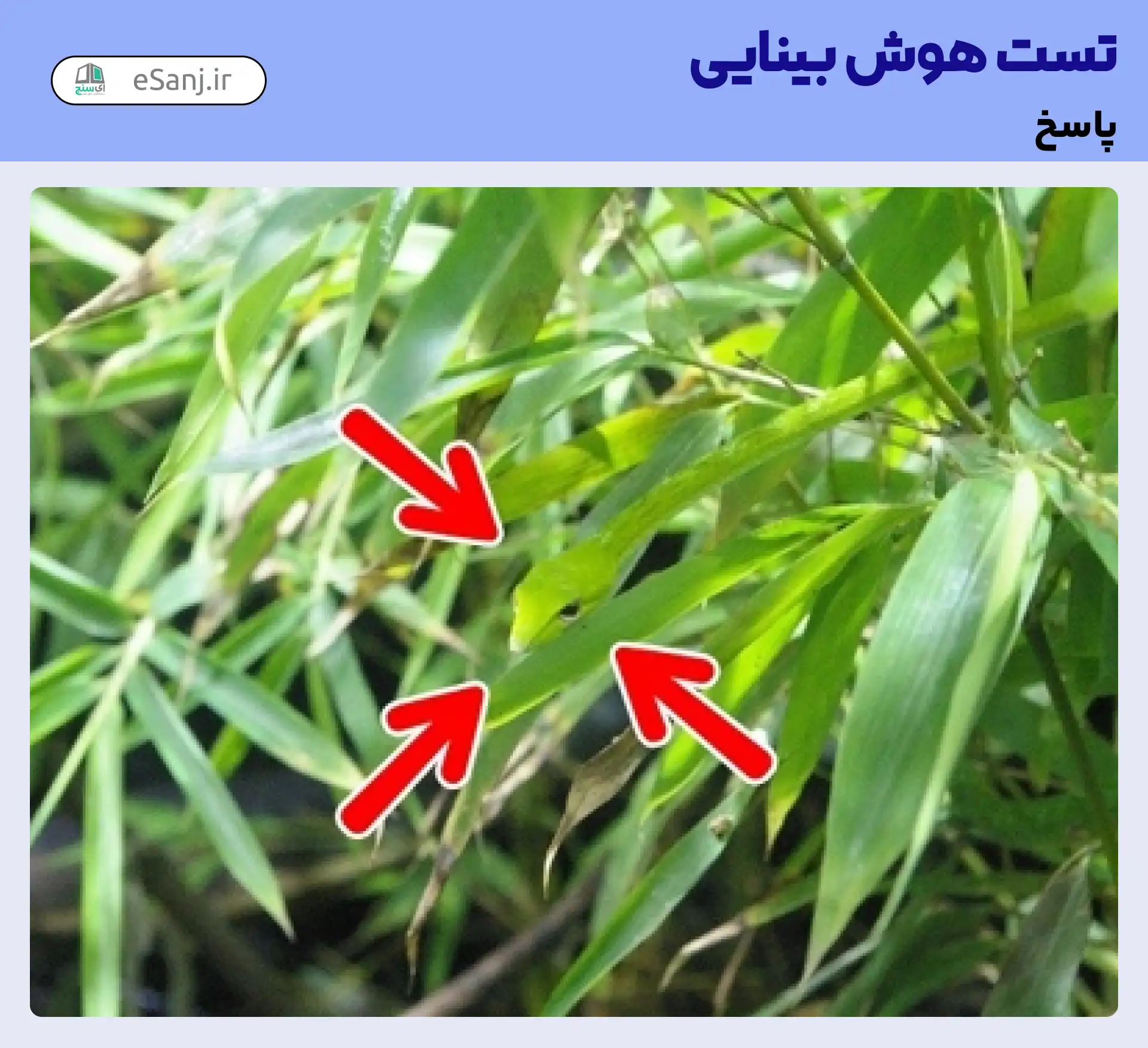 جواب تست بینایی: مار سبز را میان سبزه ها پیدا کنید