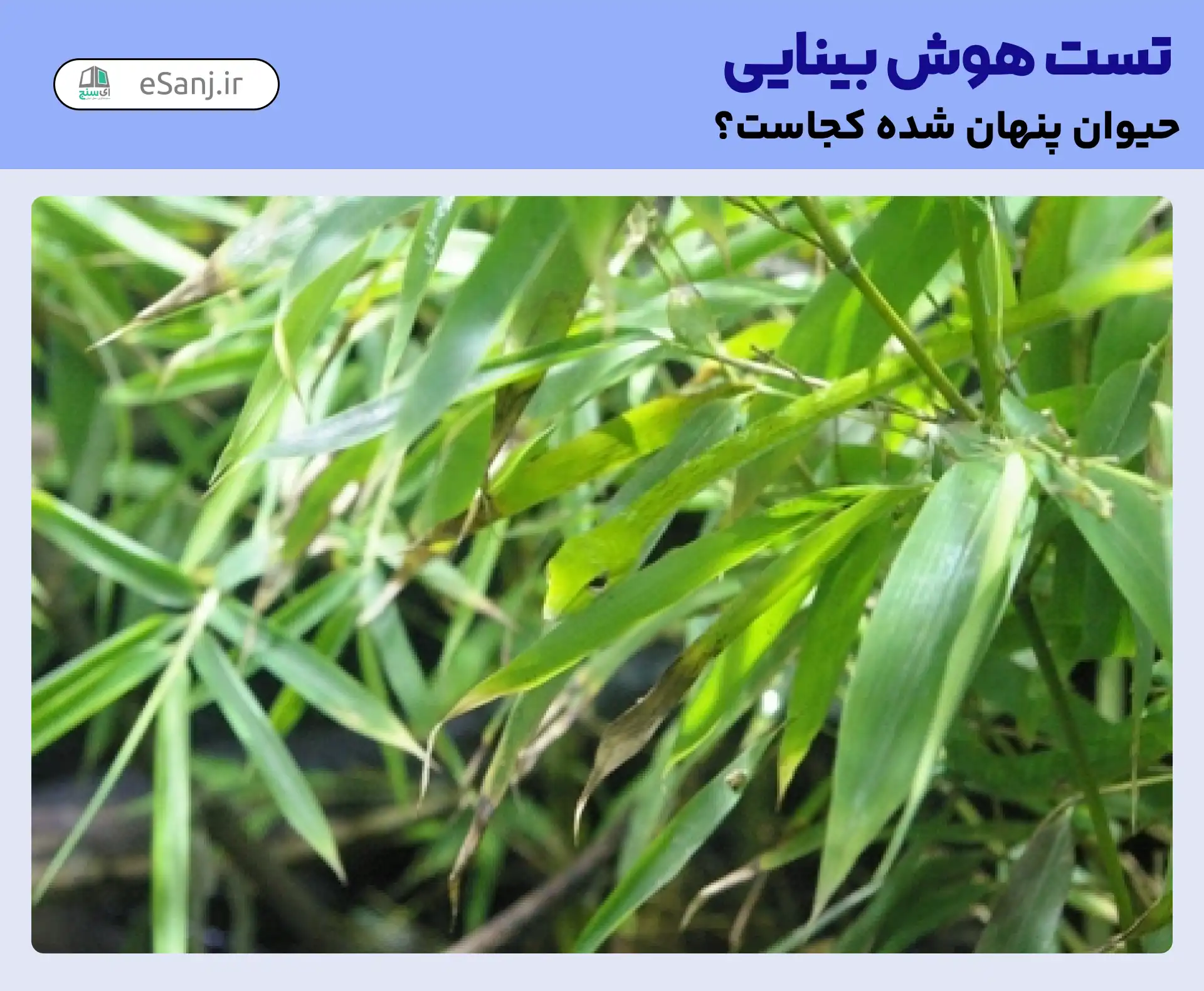 تست هوش بینایی: مار سبز را میان سبزه ها پیدا کنید.