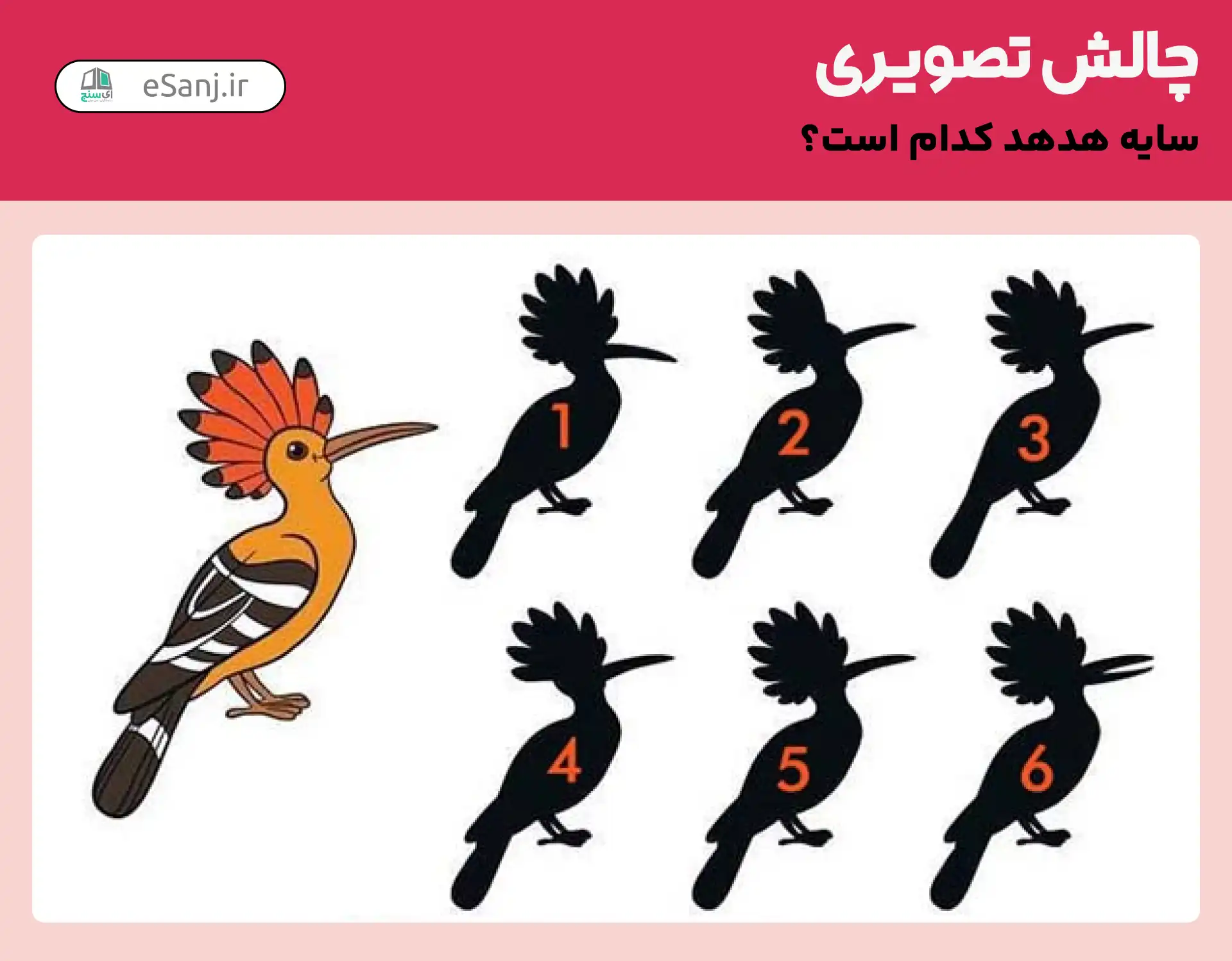 چالش تصویری: سایه هدهد کدام است؟