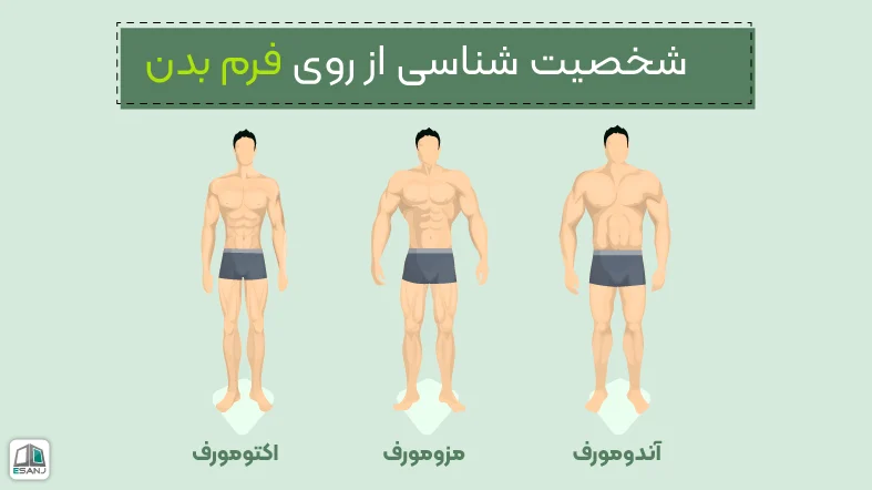 شناخت شخصیت از روی فرم بدن