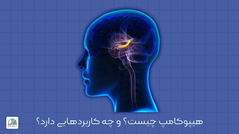 هیپوکامپ چیست؟ و چه کاربردهایی دارد؟