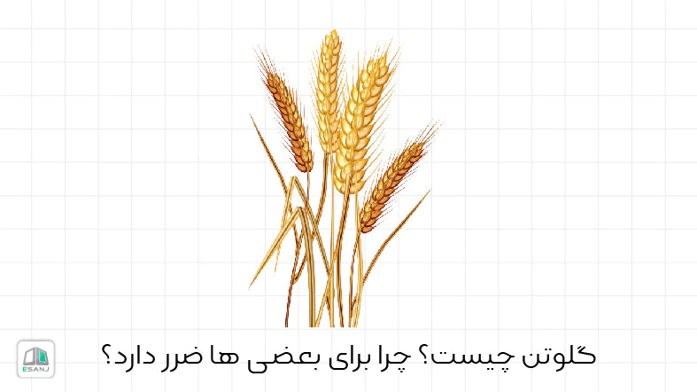 گلوتن چیست؟ چرا برای بعضی ها ضرر دارد؟