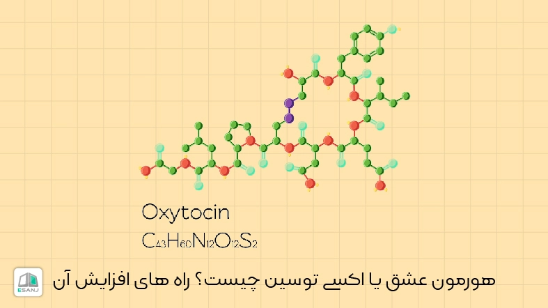 هورمون عشق یا اکسی توسین چیست؟ راه های افزایش آن